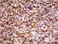 Gros plan sur des haricots tachetés, rappelant les symptômes d'une allergie aux légumineuses.