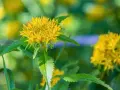 Fleur jaune vif de rhodiola rosea, aux feuilles vertes dentelées, sur un fond flou de verdure et de lumière.