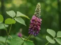 Fleur de kudzu, aux teintes violettes et roses, avec ses feuilles vertes. Une plante aux nombreux kudzu bienfaits.