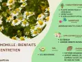 Camomille : bienfaits et entretien. Plante aromatique et médicinale aux fleurs blanches et jaunes, idéale pour le jardin.