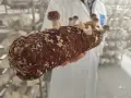 Une main tient un tronc de champignon, prêt à devenir un puissant champignon adaptogène. Des champignons poussent déjà sur le tronc.