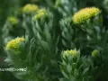 Plantes de rhodiola, une alternative naturelle pour un coup de pouce, comme le café.