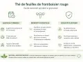 Guide sur le thé de feuilles de framboisier rouge : quand le boire, ses bienfaits potentiels et sa sécurité.