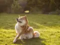 Un Shiba Inu se gratte la patte, peut-être à cause d'une allergie au saumon. Le soleil brille sur l'herbe verte.