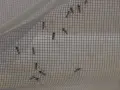 Moustiques piégés sur une moustiquaire. Un remède de grand-mère efficace contre ces insectes volants.