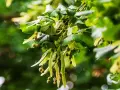 Rameau de tilleul avec ses feuilles vertes et ses petites boules, rappelant les bienfaits de cette plante.