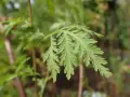 Feuilles découpées d'Artemisia annua, plante aux nombreux artemisia annua bienfaits.