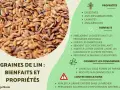 Gros plan sur des graines de lin, petites et brunes, avec une liste de leurs bienfaits et propriétés pour la santé.