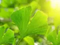 Feuilles vertes de ginkgo biloba, baignées de soleil. Découvrez les ginkgo biloba bienfaits pour votre bien-être.