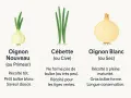 Trois variétés d'oignons : oignon nouveau (primeur) à petit bulbe blanc, cébette aux tiges vertes, et oignon blanc (sec) à gros bulbe.