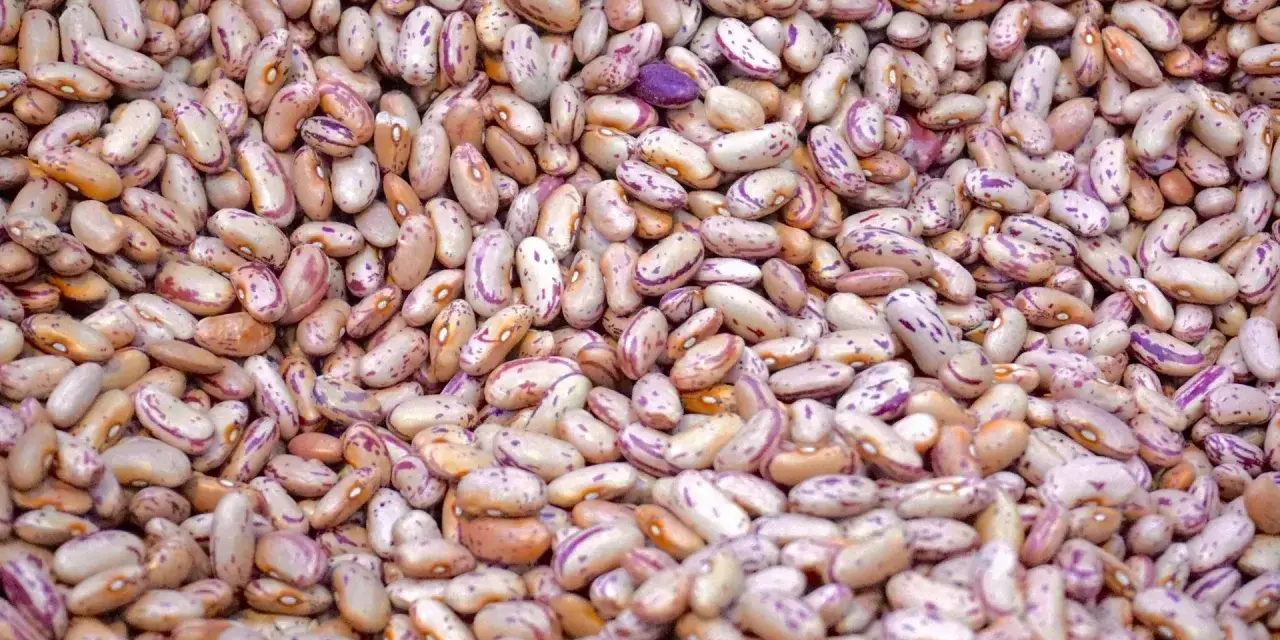 Gros plan sur des haricots tachetés, rappelant les symptômes d'une allergie aux légumineuses.