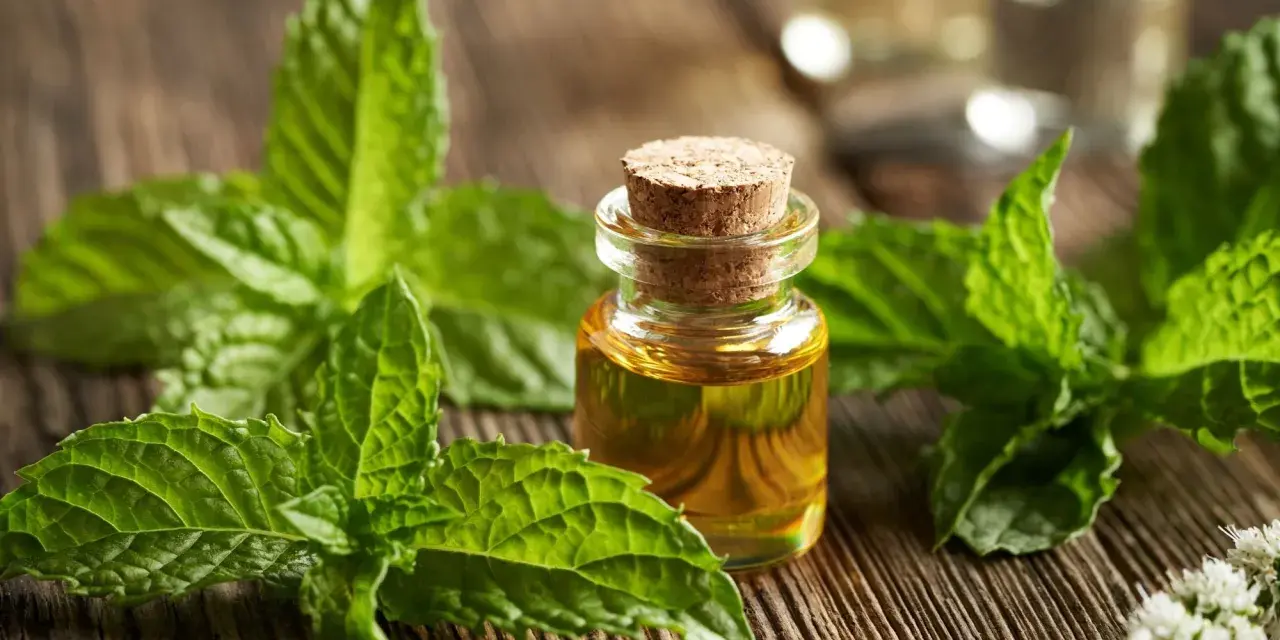 Huile essentielle de menthe poivrée, entourée de feuilles fraîches et de fleurs, prête à être infusée.