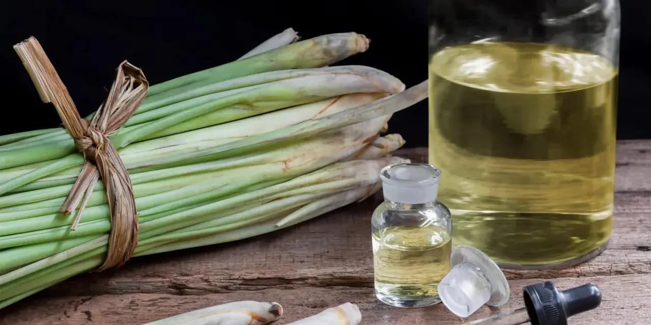 Huiles essentielles de citronnelle anti moustique, avec des tiges fraîches et des petites fioles sur fond sombre.