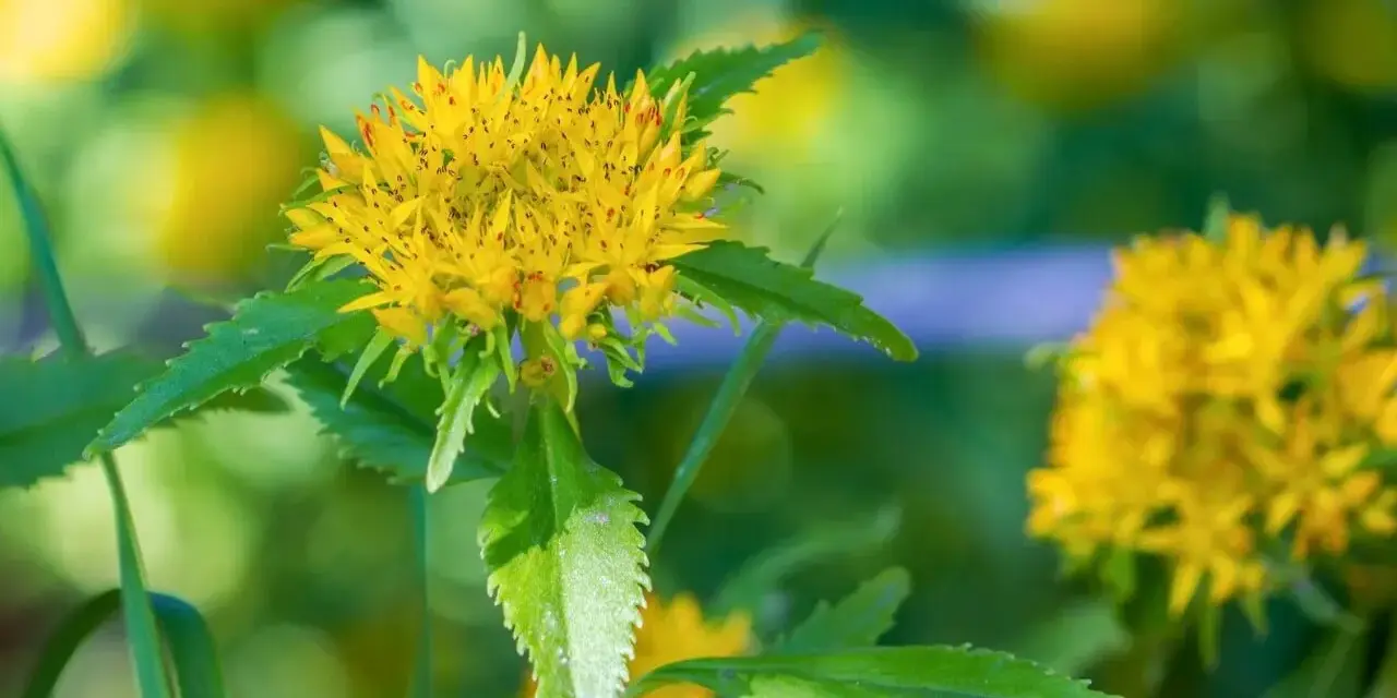 Fleur jaune vif de rhodiola rosea, aux feuilles vertes dentelées, sur un fond flou de verdure et de lumière.