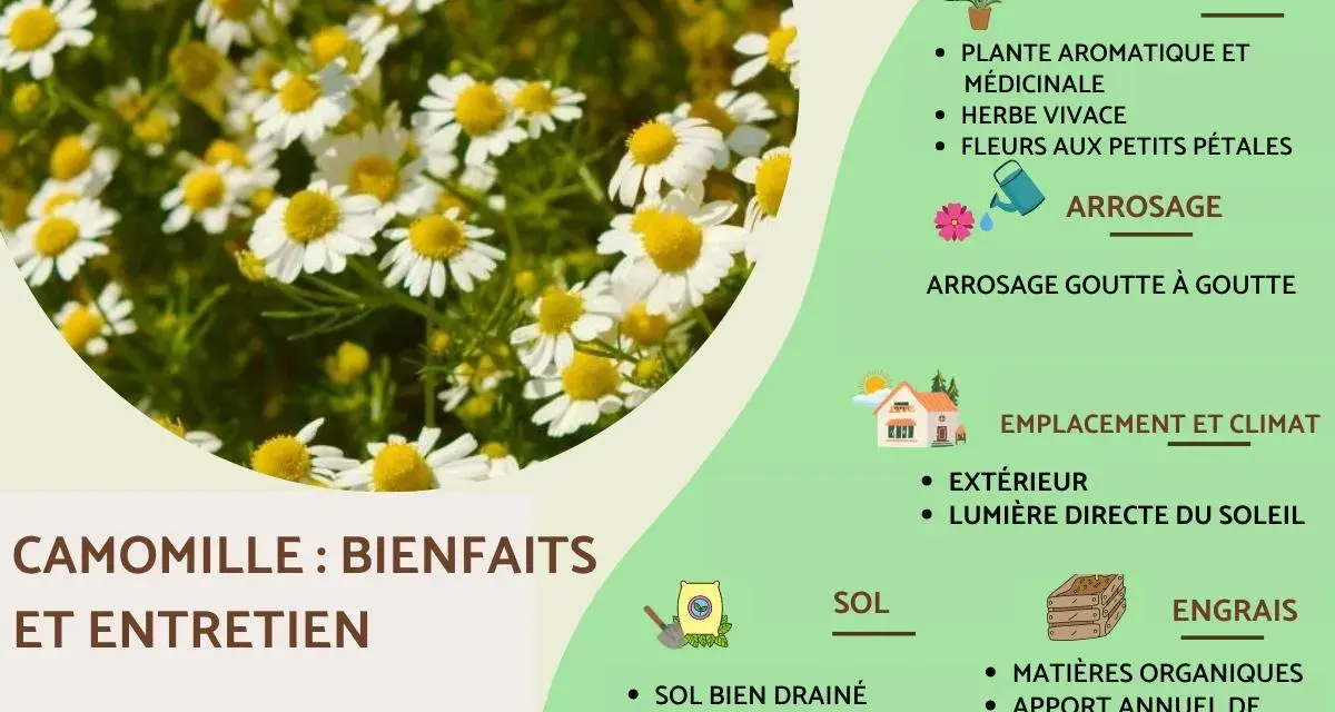 Camomille : bienfaits et entretien. Plante aromatique et médicinale aux fleurs blanches et jaunes, idéale pour le jardin.