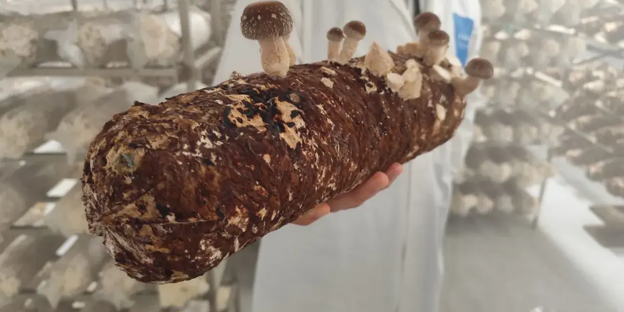 Une main tient un tronc de champignon, prêt à devenir un puissant champignon adaptogène. Des champignons poussent déjà sur le tronc.