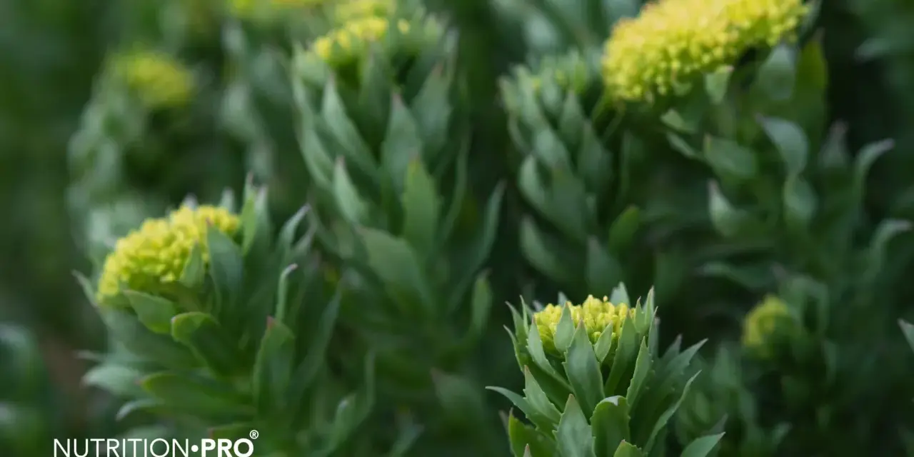 Plantes de rhodiola, une alternative naturelle pour un coup de pouce, comme le café.