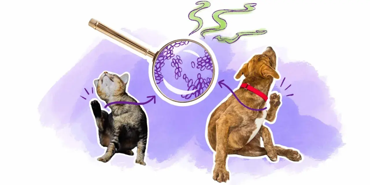 Un chat et un chien se grattent, une loupe montre des levures. Peut-être une allergie levure de bière ?