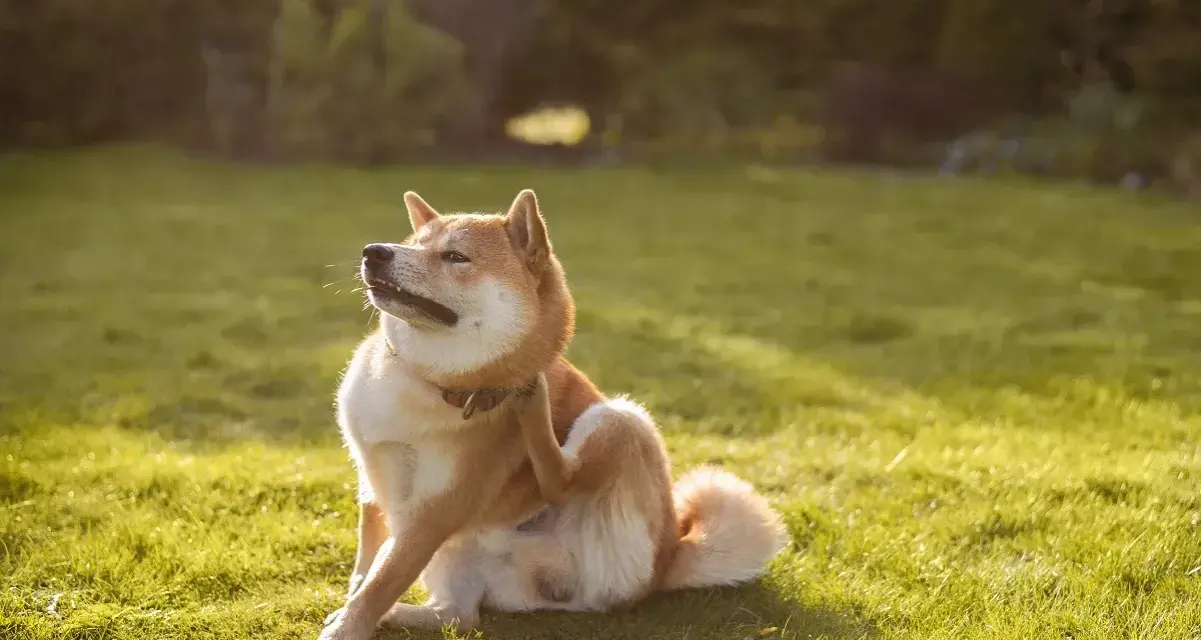 Un Shiba Inu se gratte la patte, peut-être à cause d'une allergie au saumon. Le soleil brille sur l'herbe verte.