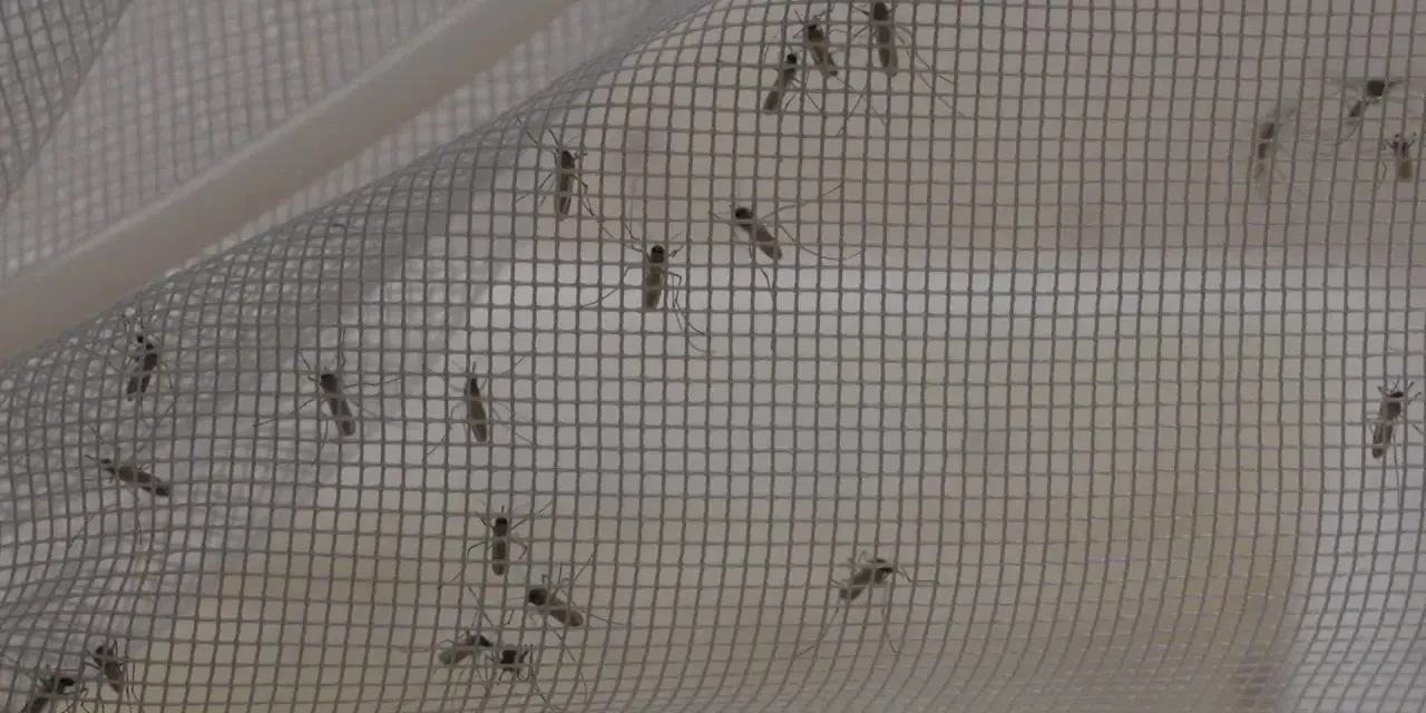 Moustiques piégés sur une moustiquaire. Un remède de grand-mère efficace contre ces insectes volants.