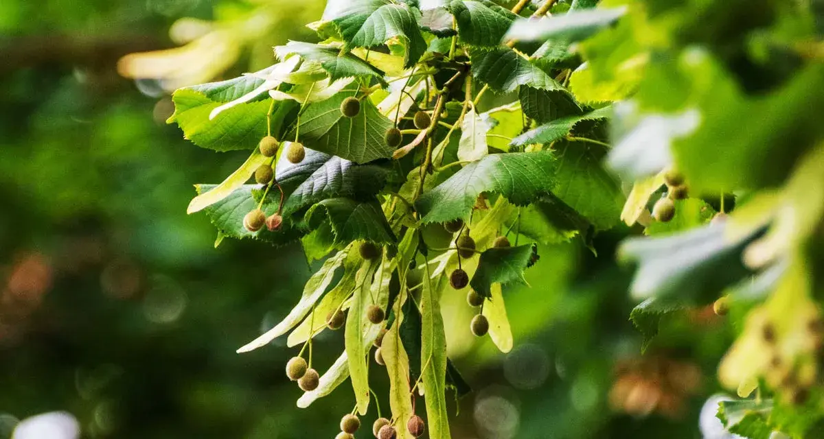 Rameau de tilleul avec ses feuilles vertes et ses petites boules, rappelant les bienfaits de cette plante.