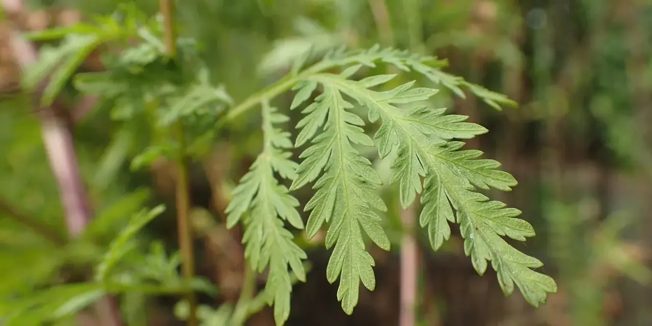 Feuilles découpées d'Artemisia annua, plante aux nombreux artemisia annua bienfaits.