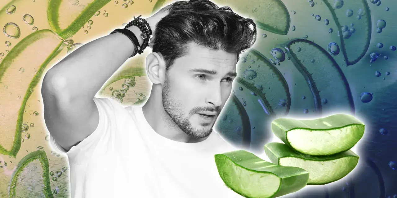 Homme aux cheveux soignés, avec des tranches d'aloe vera. L'aloe vera cuir chevelu est un ingrédient naturel pour des cheveux sains.