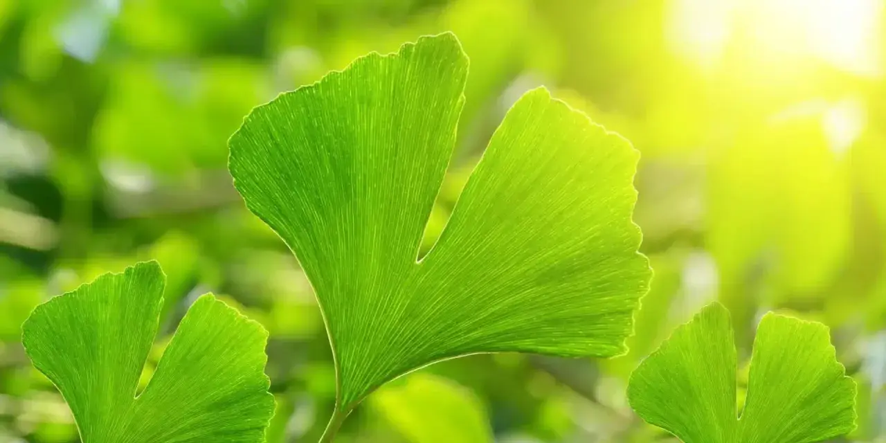 Feuilles vertes de ginkgo biloba, baignées de soleil. Découvrez les ginkgo biloba bienfaits pour votre bien-être.