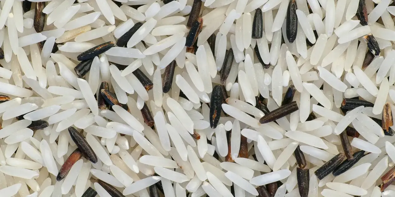 Grains de riz basmati, blancs et noirs, évoquant leur origine et leur mélange savoureux.