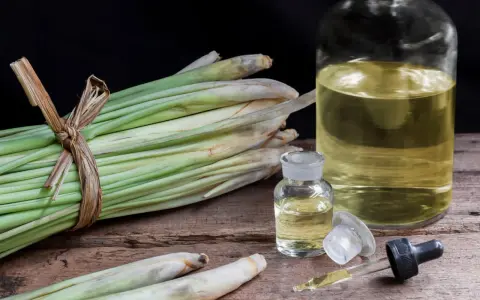 Huiles essentielles de citronnelle anti moustique, avec des tiges fraîches et des petites fioles sur fond sombre.