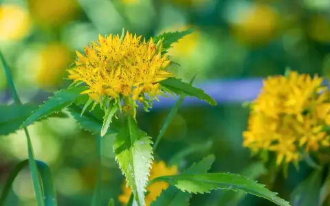 Fleur jaune vif de rhodiola rosea, aux feuilles vertes dentelées, sur un fond flou de verdure et de lumière.
