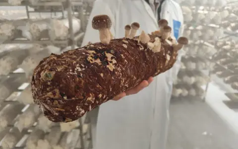 Une main tient un tronc de champignon, prêt à devenir un puissant champignon adaptogène. Des champignons poussent déjà sur le tronc.