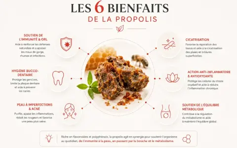 La propolis, bien que bénéfique, peut présenter un danger pour les personnes allergiques. Cette image illustre ses 6 bienfaits.