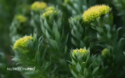 Plantes de rhodiola, une alternative naturelle pour un coup de pouce, comme le café.
