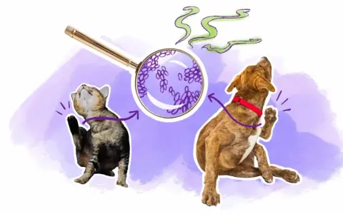 Un chat et un chien se grattent, une loupe montre des levures. Peut-être une allergie levure de bière ?