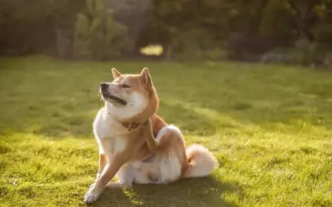 Un Shiba Inu se gratte la patte, peut-être à cause d'une allergie au saumon. Le soleil brille sur l'herbe verte.