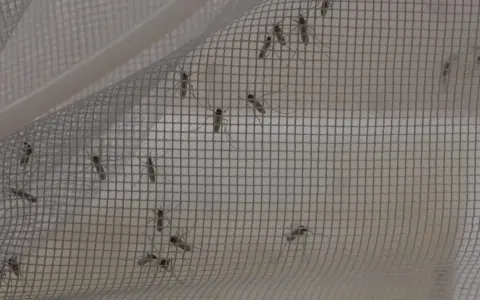 Moustiques piégés sur une moustiquaire. Un remède de grand-mère efficace contre ces insectes volants.