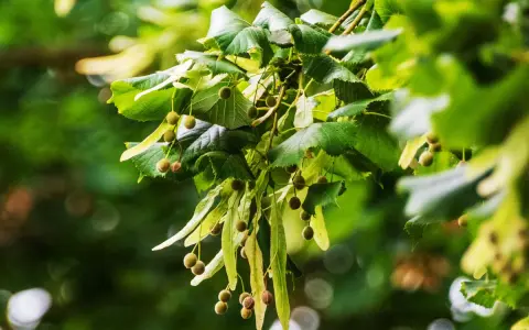 Rameau de tilleul avec ses feuilles vertes et ses petites boules, rappelant les bienfaits de cette plante.