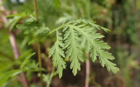 Feuilles découpées d'Artemisia annua, plante aux nombreux artemisia annua bienfaits.