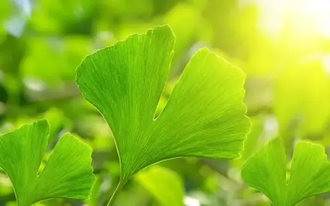 Feuilles vertes de ginkgo biloba, baignées de soleil. Découvrez les ginkgo biloba bienfaits pour votre bien-être.