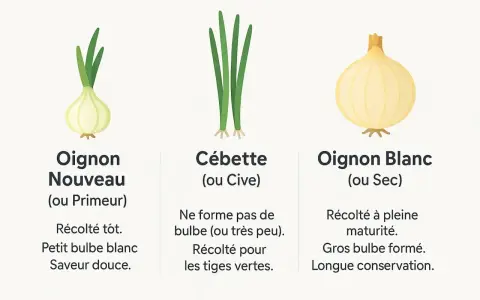 Trois variétés d'oignons : oignon nouveau (primeur) à petit bulbe blanc, cébette aux tiges vertes, et oignon blanc (sec) à gros bulbe.