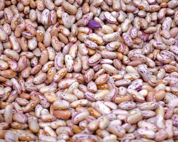 Gros plan sur des haricots tachetés, rappelant les symptômes d'une allergie aux légumineuses.