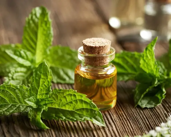 Huile essentielle de menthe poivrée, entourée de feuilles fraîches et de fleurs, prête à être infusée.