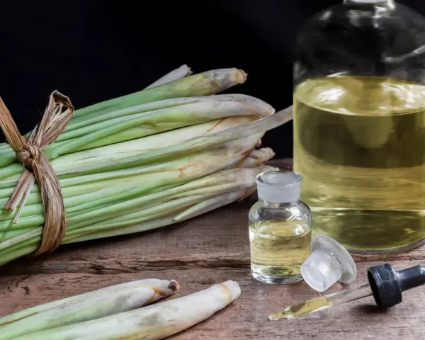Huiles essentielles de citronnelle anti moustique, avec des tiges fraîches et des petites fioles sur fond sombre.