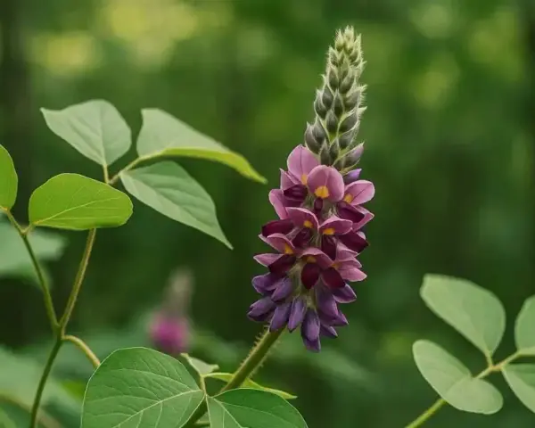 Fleur de kudzu, aux teintes violettes et roses, avec ses feuilles vertes. Une plante aux nombreux kudzu bienfaits.
