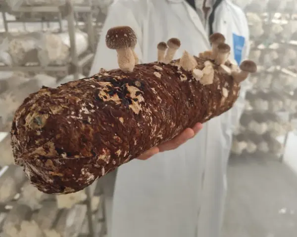 Une main tient un tronc de champignon, prêt à devenir un puissant champignon adaptogène. Des champignons poussent déjà sur le tronc.