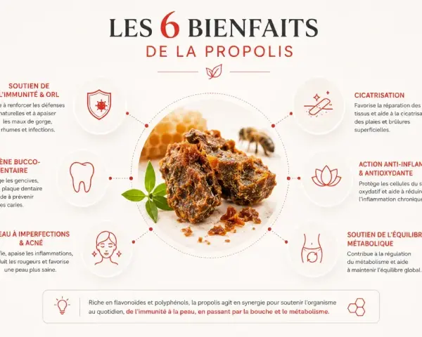 La propolis, bien que bénéfique, peut présenter un danger pour les personnes allergiques. Cette image illustre ses 6 bienfaits.