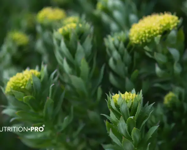 Plantes de rhodiola, une alternative naturelle pour un coup de pouce, comme le café.
