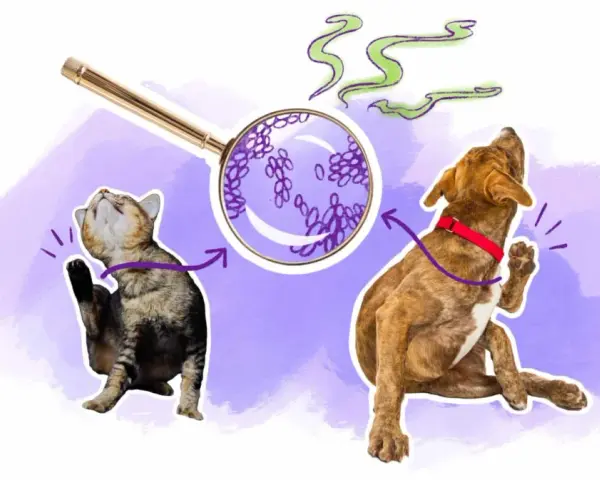 Un chat et un chien se grattent, une loupe montre des levures. Peut-être une allergie levure de bière ?