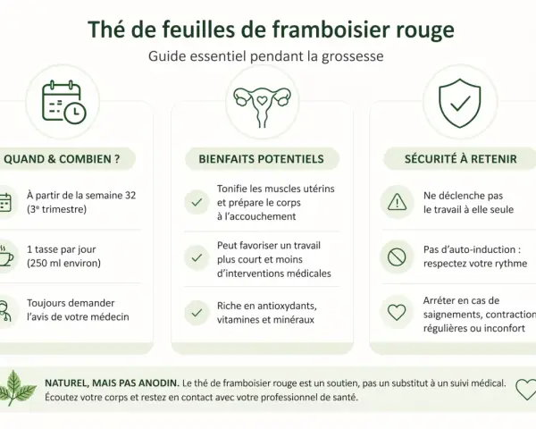 Guide sur le thé de feuilles de framboisier rouge : quand le boire, ses bienfaits potentiels et sa sécurité.
